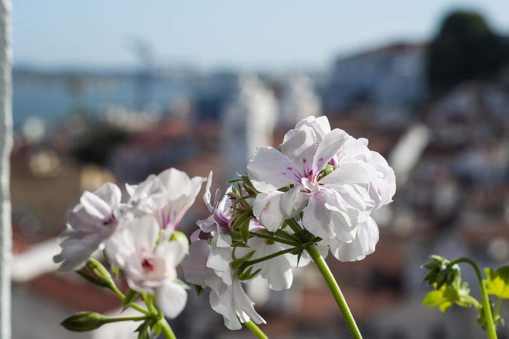 Alfama - St Estevao Viewpoint | Lisbon Cheese & Wine Apartments Номер фото